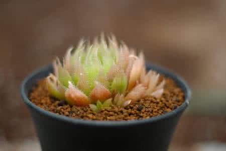 ˻ʽ𣬽ԭϲòⶳᡱ